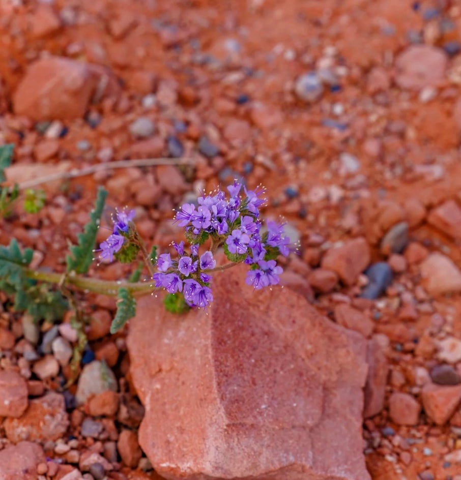 Preventative Weed Management